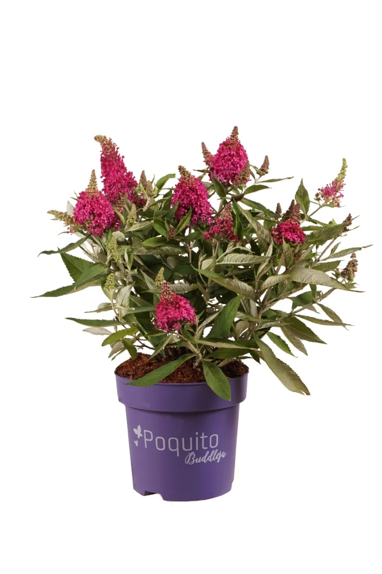 Buddleja d. 'Pink Blush'® 30-40 cm, C3 (3 liters kruka)