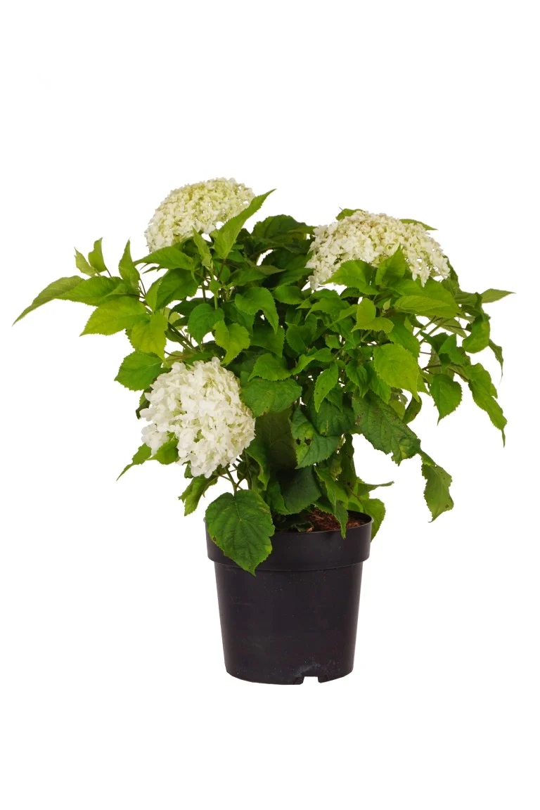 Hydrangea arb. 'Annabelle' C5 (5 liters kruka) 50-60 cm