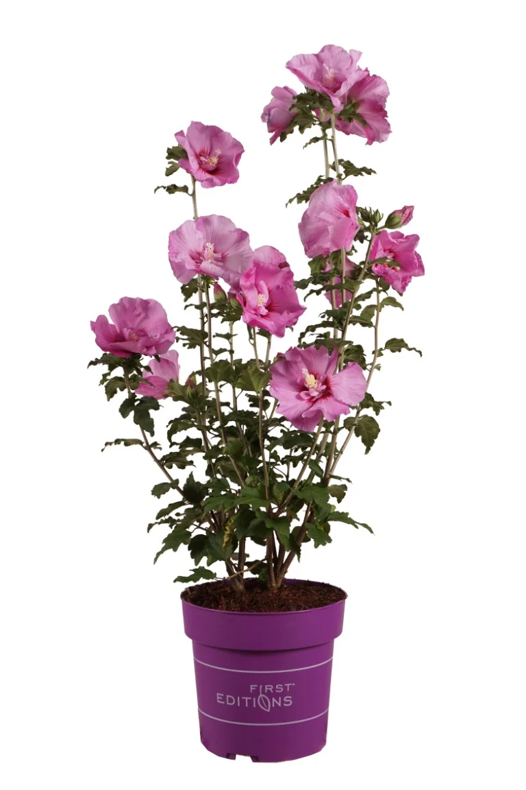 Hibiscus syriacus 'Tahiti' C5 (5 liters kruka) 50-60 cm