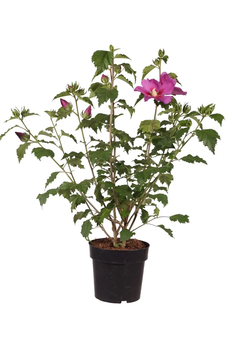 Hibiscus syr. 'Rose Moon'® C5 (5 liters kruka) 50-60 cm