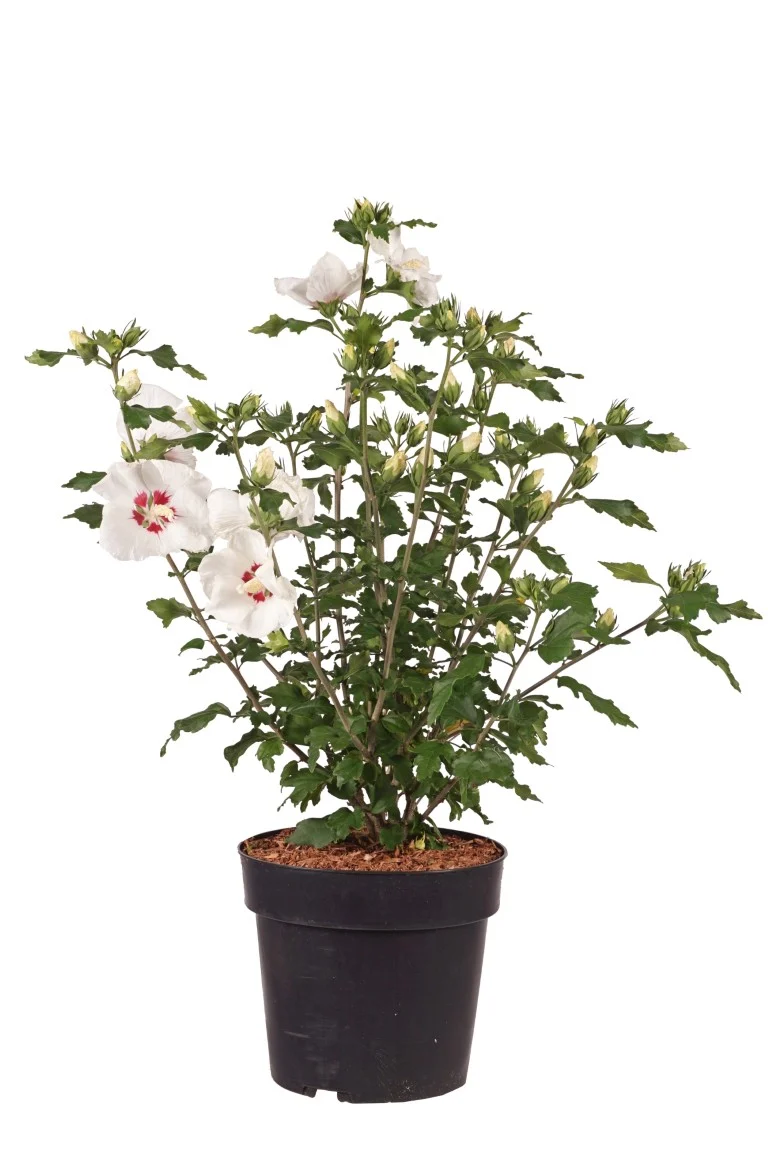 Hibiscus syriacus 'Red Heart' C5 (5 liters kruka) 50-60 cm