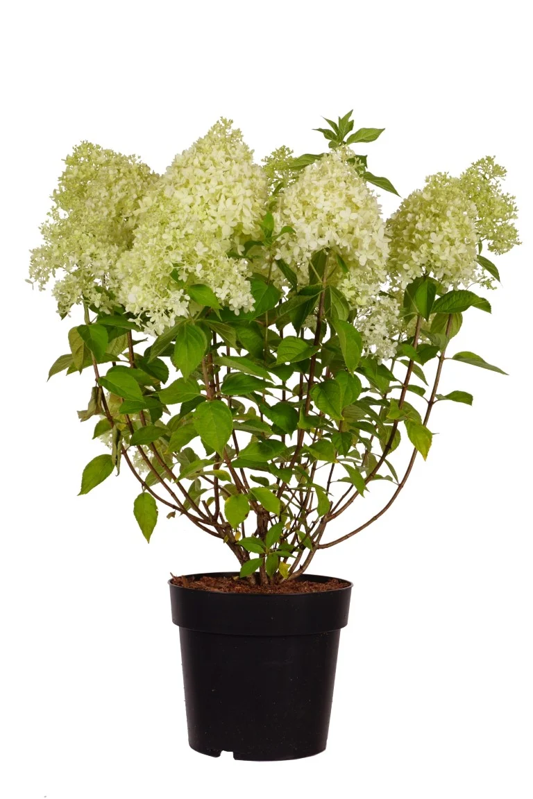 Hydrangea pan. 'Limelight' C5 (5 liters kruka) 50-60 cm