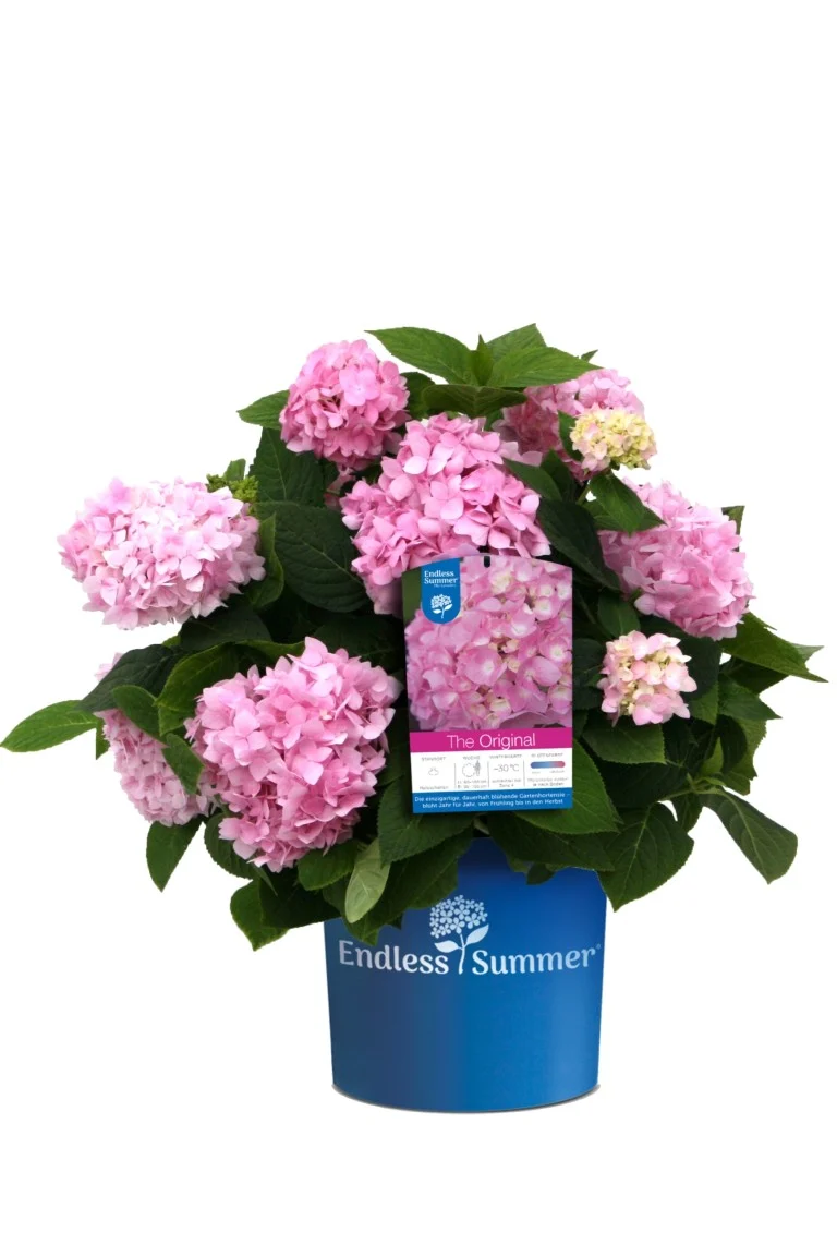 Hydrangea Endless Summer 'The Original' Pink C5 (5 liters kruka)