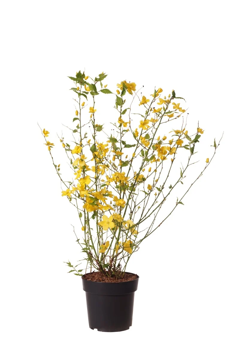 Kerria japonica 'Golden Guinea' C5 (5 liters kruka) / 23 cm kruka 50-60 cm