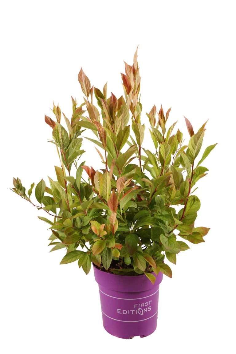 Itea virginica 'Love Child' C5 (5 liters kruka) 50-60 cm