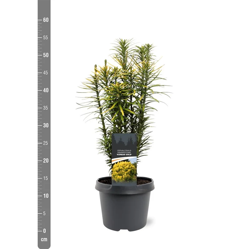 Cephalotaxus h. 'Korean Gold' C3 (3 liters kruka) 30-40 cm