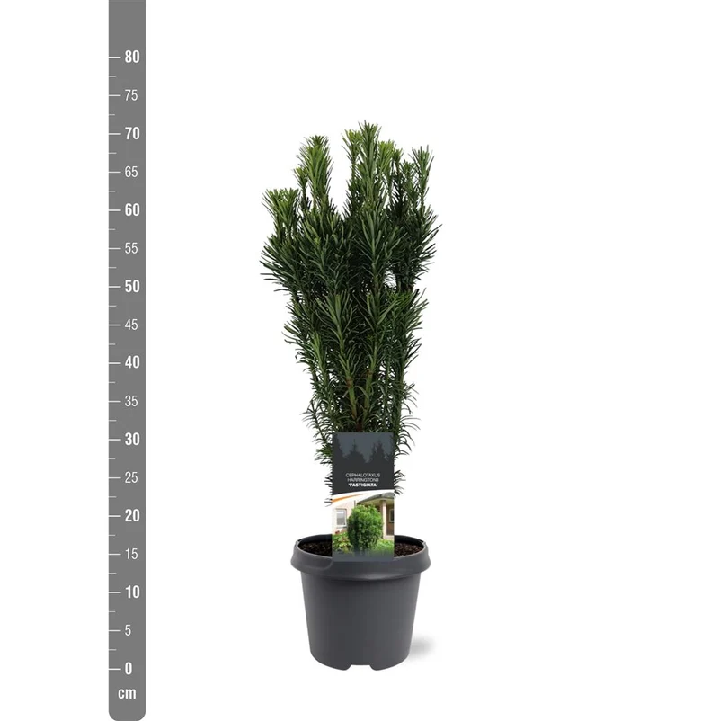Cephalotaxus h. 'Fastigiata' C5 (5 liters kruka) 50-60 cm