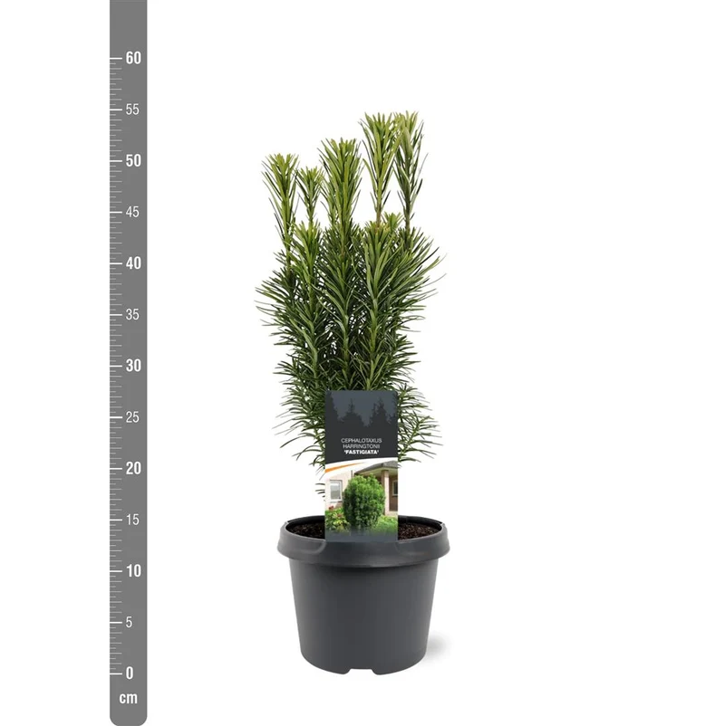 Cephalotaxus h. 'Fastigiata' C3 (3 liters kruka) 30-40 cm