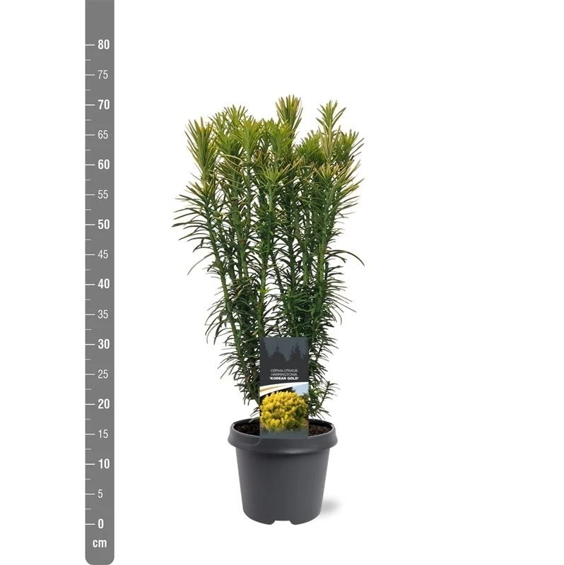 Cephalotaxus h. 'Korean Gold' C5 (5 liters kruka) 40-50 cm