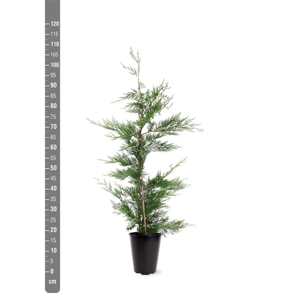 Cupressocyparis leylandii C4 (4 liters kruka) 80-100 cm