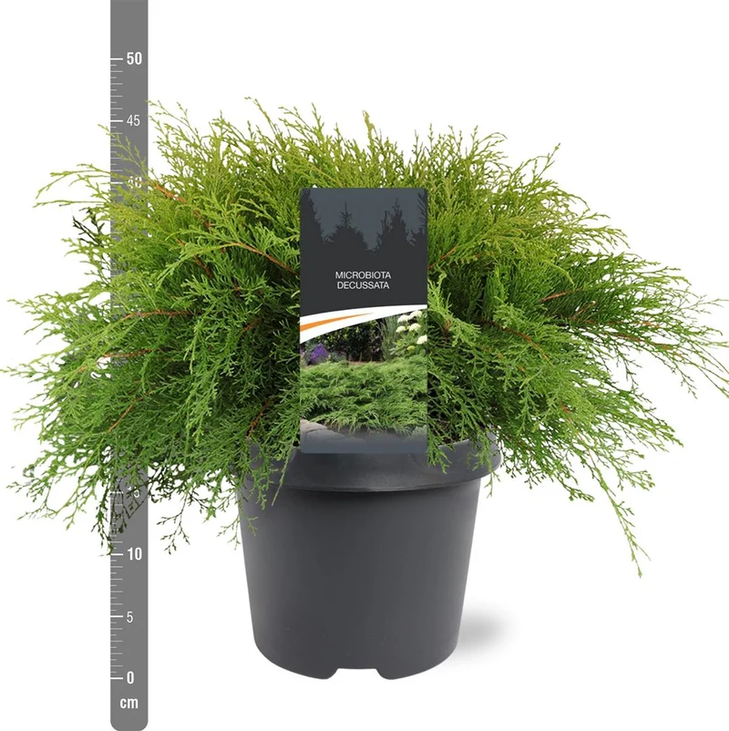 Microbiota decussata C5 (5 liters kruka) 40-50 cm