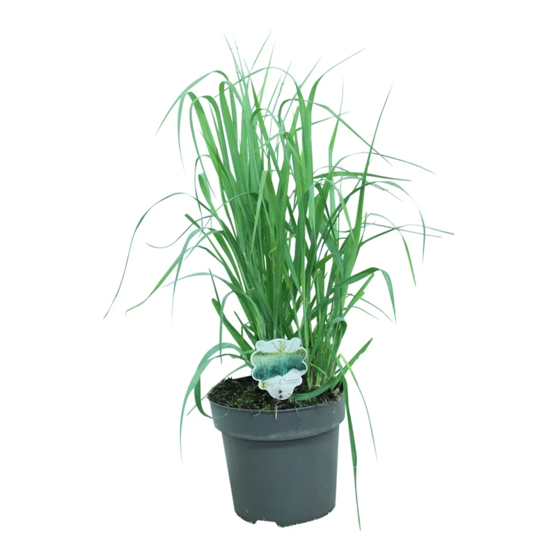 Panicum virgatum 'Dallas Blues' C10 (10 liters kruka) 60+ cm