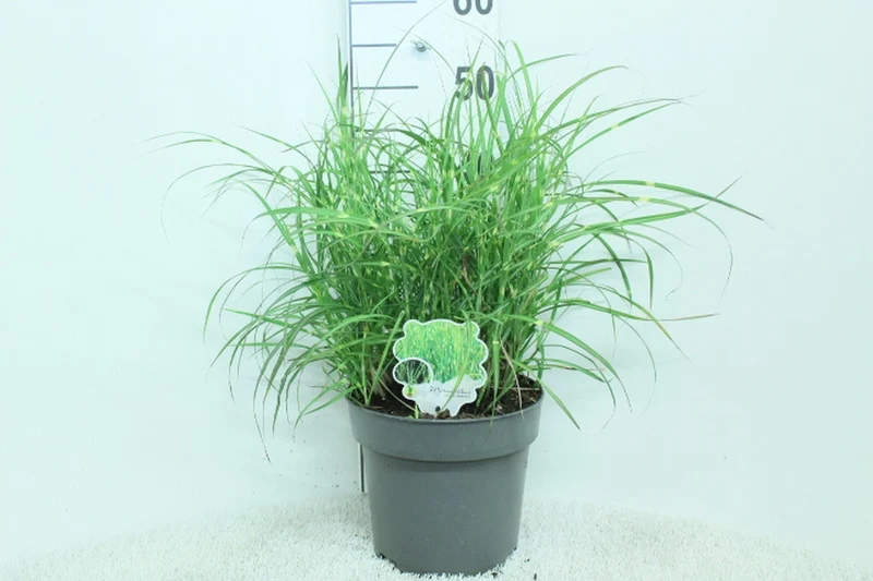Miscanthus sin. 'Zebrinus' C5 (5 liters kruka) / 23 cm kruka 50+ cm