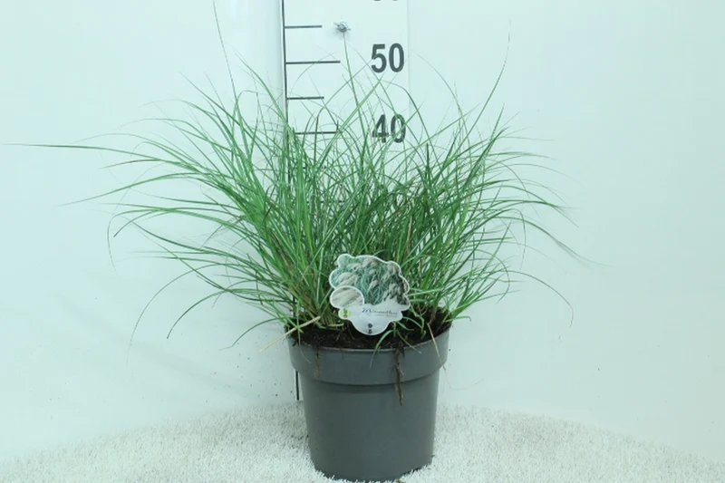 Miscanthus sin. 'Yaku Jima' C5 (5 liters kruka) 50+ cm