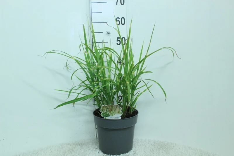 Miscanthus sin. 'Strictus' C5 (5 liters kruka) 50+ cm