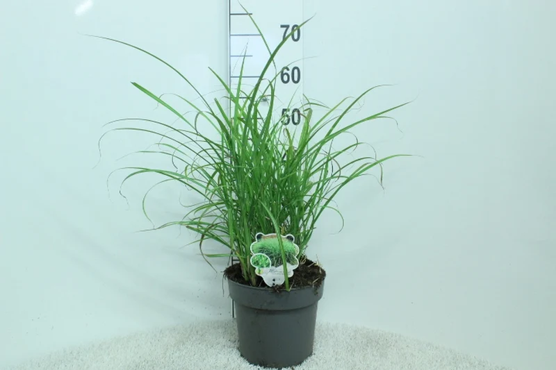 Miscanthus sin. 'Punktchen' C5 (5 liters kruka) 50+ cm