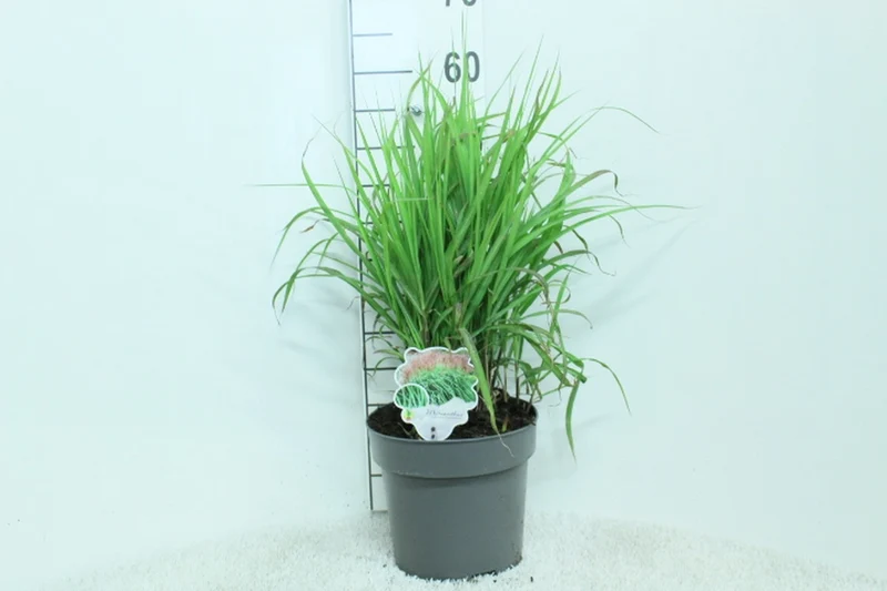 Miscanthus sin. 'Malepartus' C5 (5 liters kruka) 60+ cm