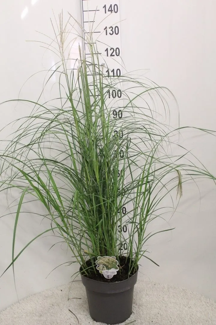 Miscanthus sin. 'Herman Mussel' C5 (5 liters kruka) / 23 cm kruka 60+ cm