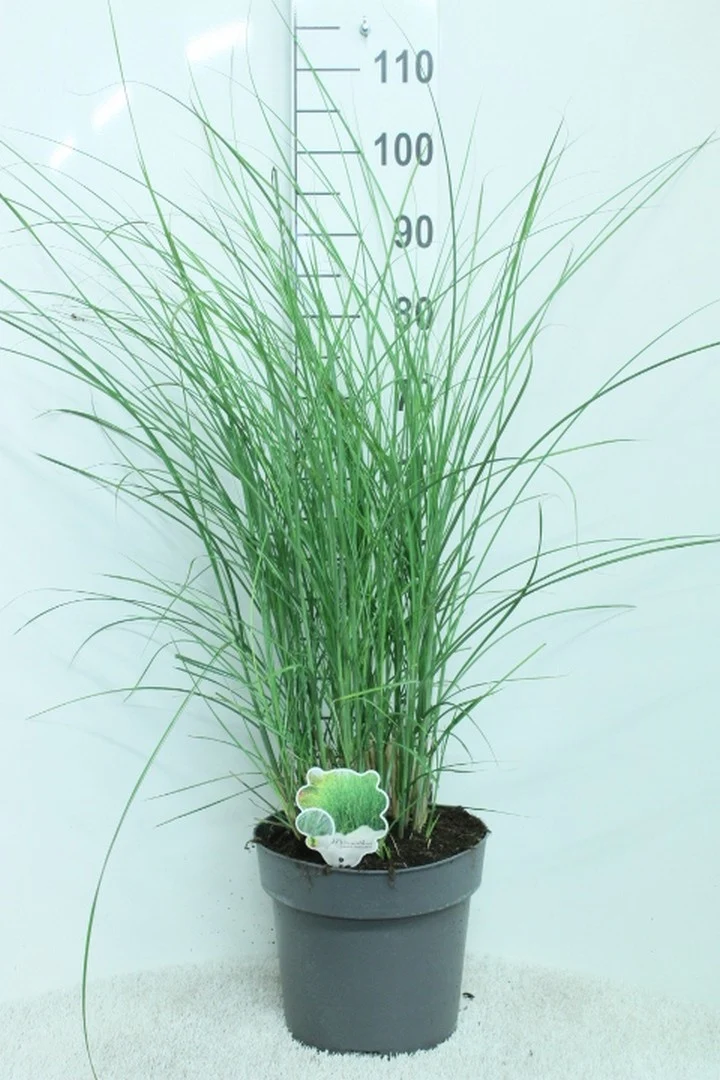 Miscanthus sin. 'Gracillimus' C10 (10 liters kruka) 100+ cm
