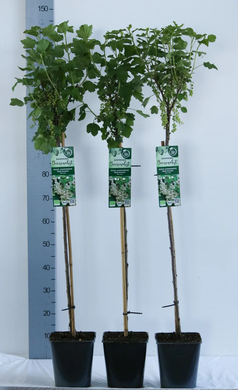 Ribes rubrum 'Weisse Versailles' 90 cm stam C5 (5 liters kruka)