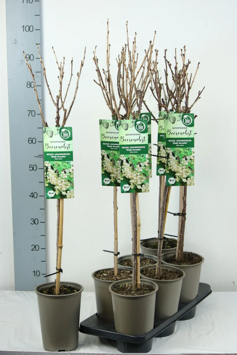 Ribes rubrum 'Weisse Versailles' 60 cm stam C3 (3 liters kruka)