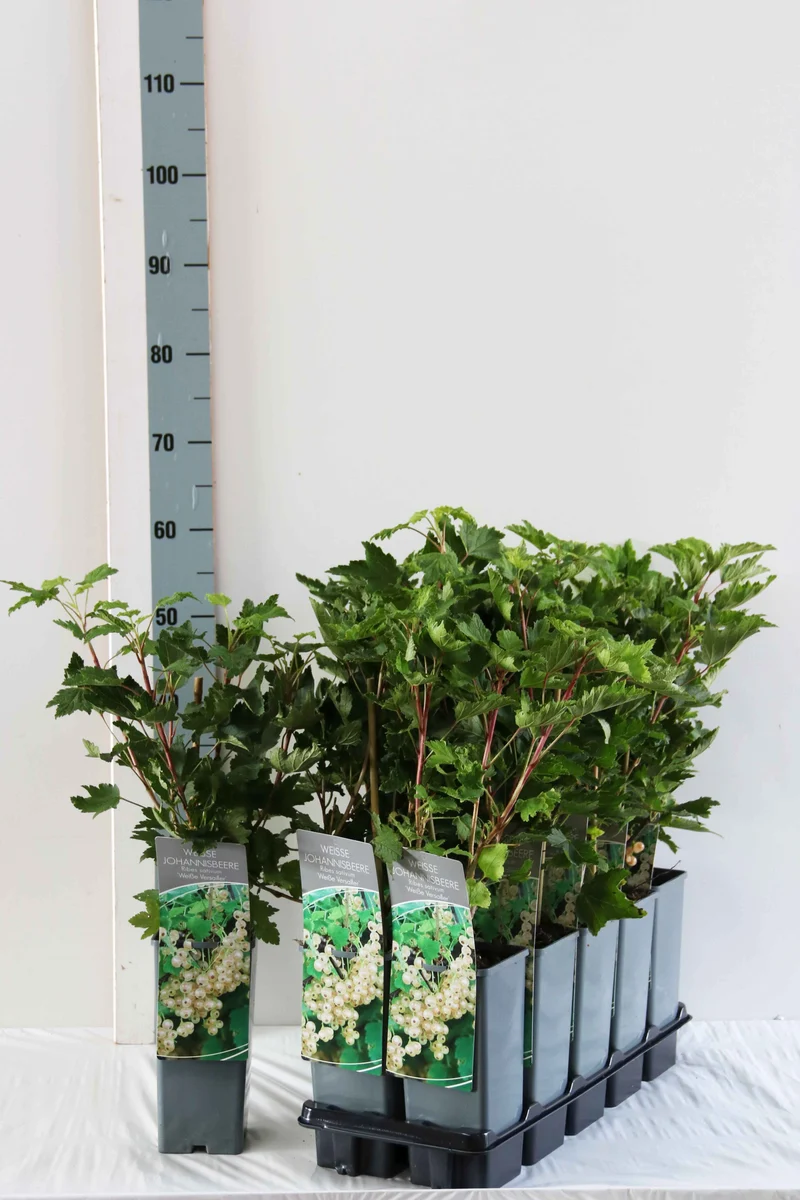 Ribes rubrum 'Weisse Versailles' C2 (2 liters kruka) 30-40 cm