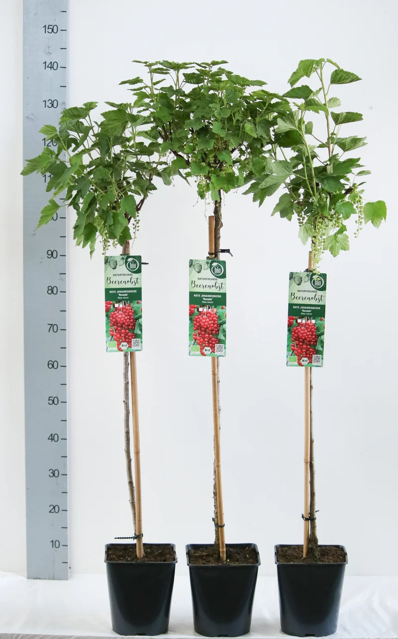 Ribes r. 'Rovada' stam 90 cm - C5 (5 liters kruka)