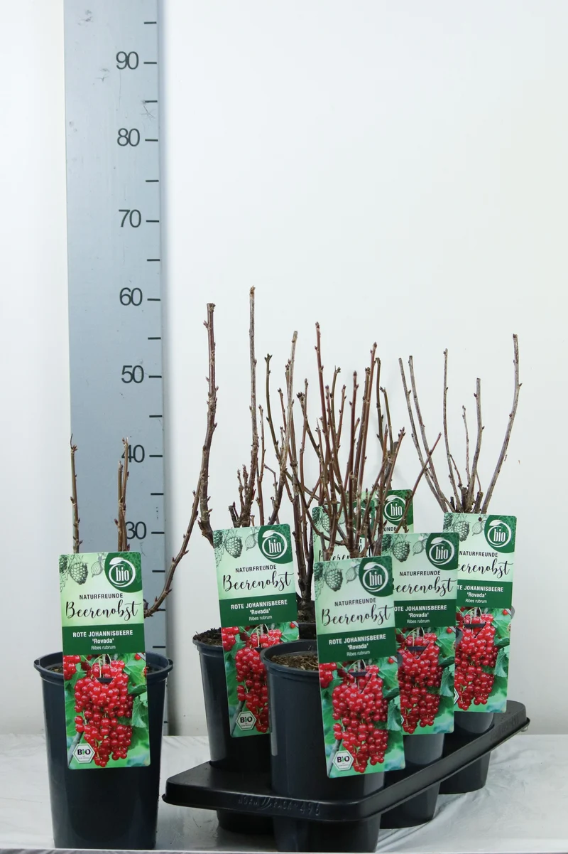 Ribes rubrum 'Rovada' C3 (3 liters kruka) 40-50 cm