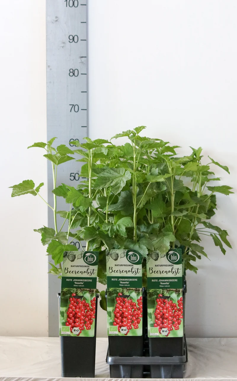 Ribes r. 'Rosetta' C2 (2 liters kruka) / 17 cm kruka 30-35 cm