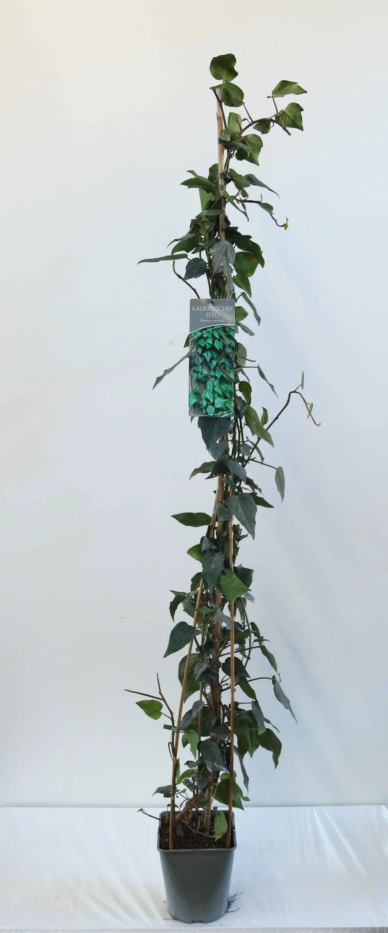 Hedera colchica 100-125 cm, C5 (5 liters kruka)
