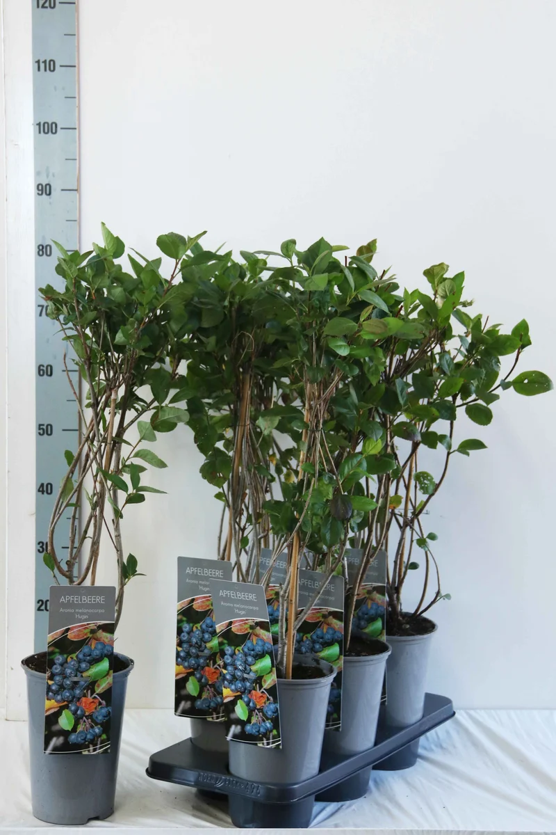 Aronia melanocarpa 'Hugin' C3 (3 liters kruka) 40-60 cm