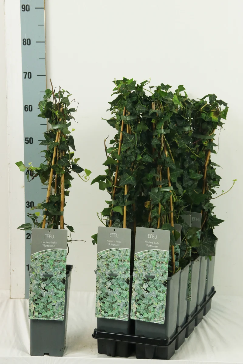 Hedera helix 'Plattensee' C2 (2 liters kruka) 40-60 cm (3 käppar)