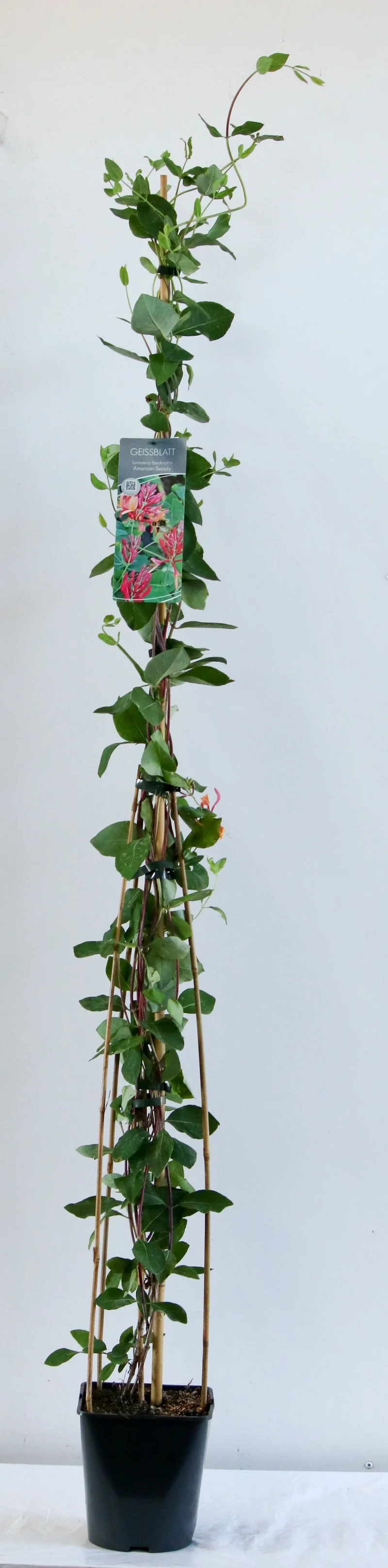 Lonicera heckr. 'American Beauty' 100-125 cm - C5 (5 liters kruka)