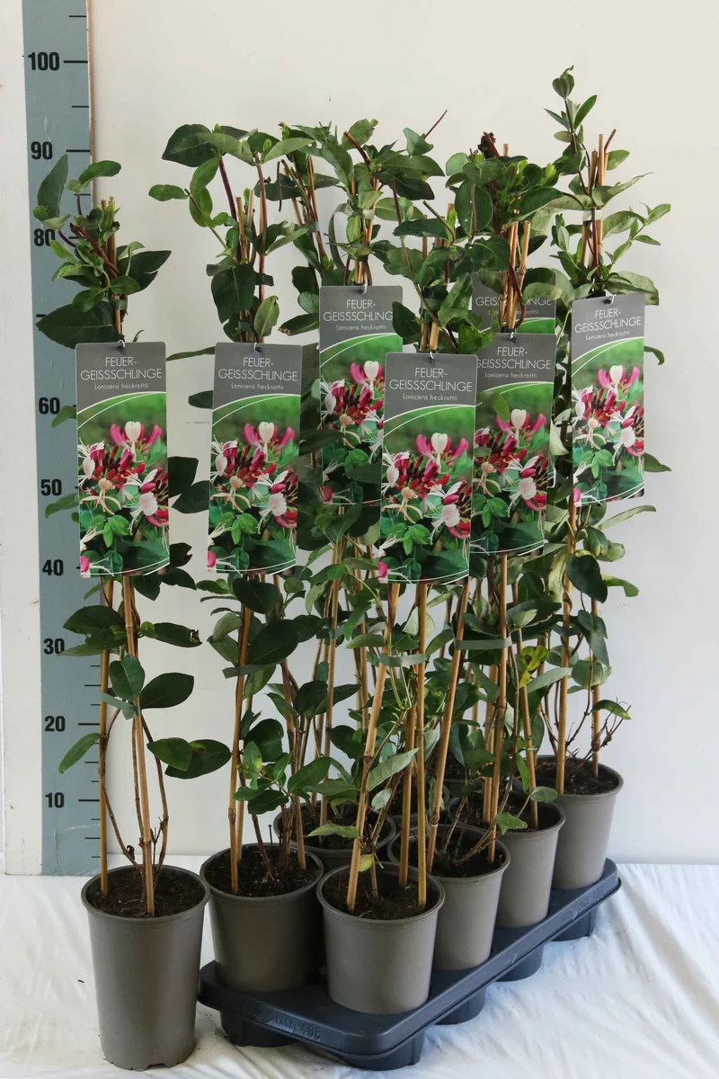 Lonicera heckrottii 60-100 cm, 17 cm kruka (3 käppar)