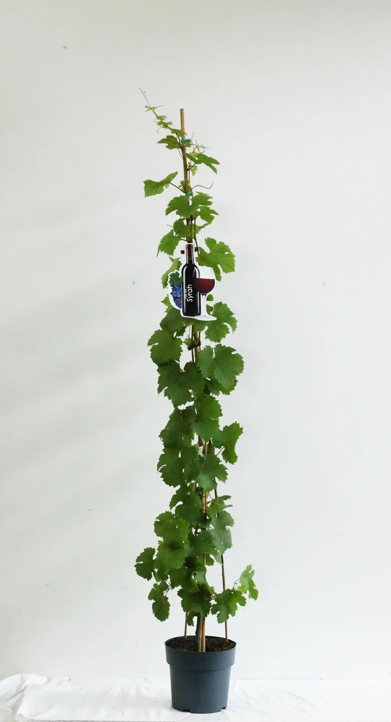 Vitis 'Syrah' C5 (5 liters kruka) 100-125 cm