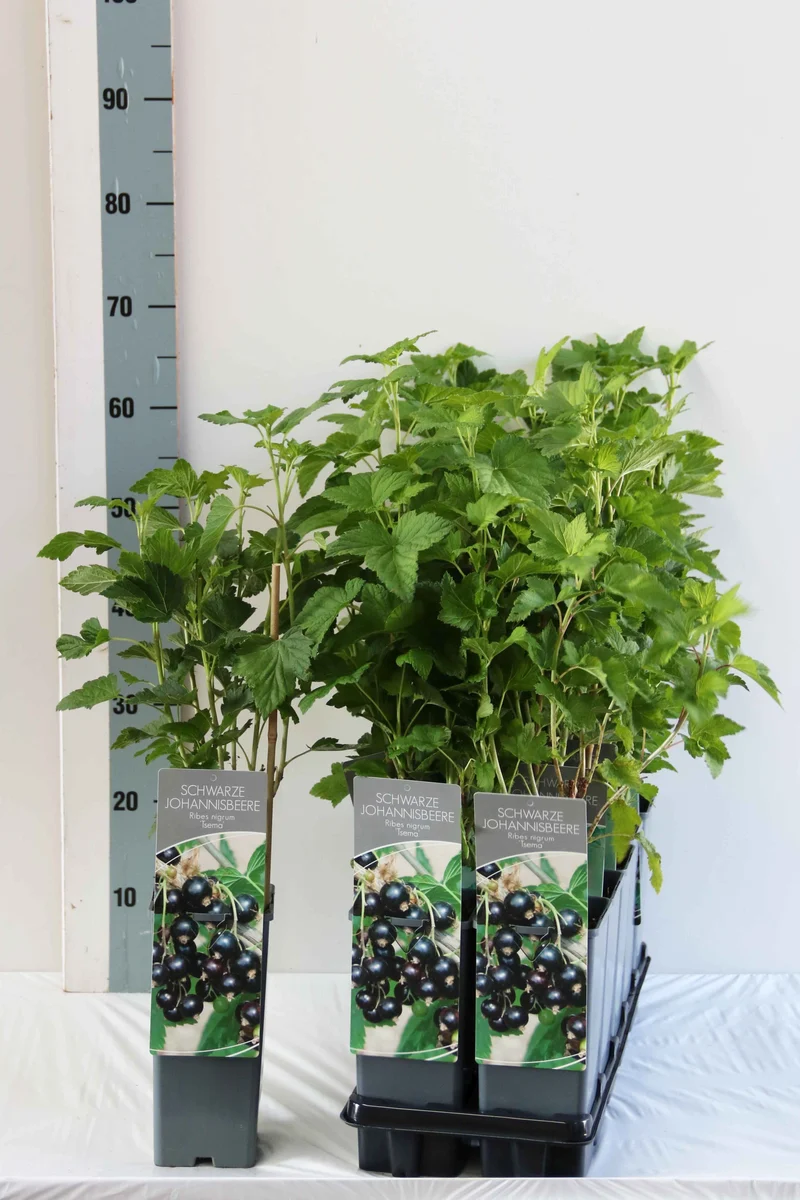 Svartvinbär Ribes nigrum 'Tsema' C2 (2 liters kruka) 30-40 cm