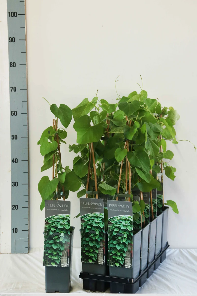 Aristolochia macrophylla C2 (2 liters kruka) 40-60 cm, 3 käppar