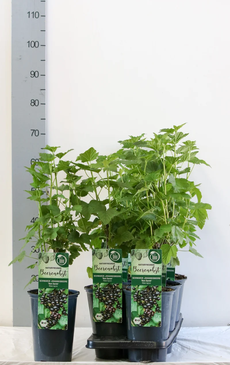 Ribes nigrum 'Ben Sarek' C3 (3 liters kruka) 40-50 cm