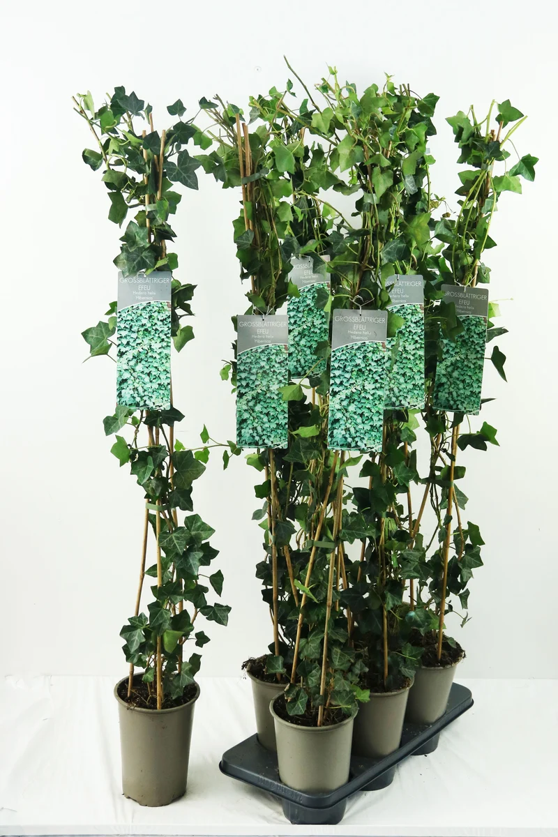 Ribes 'Jostaberry' C3 (3 liters kruka) 40-60 cm