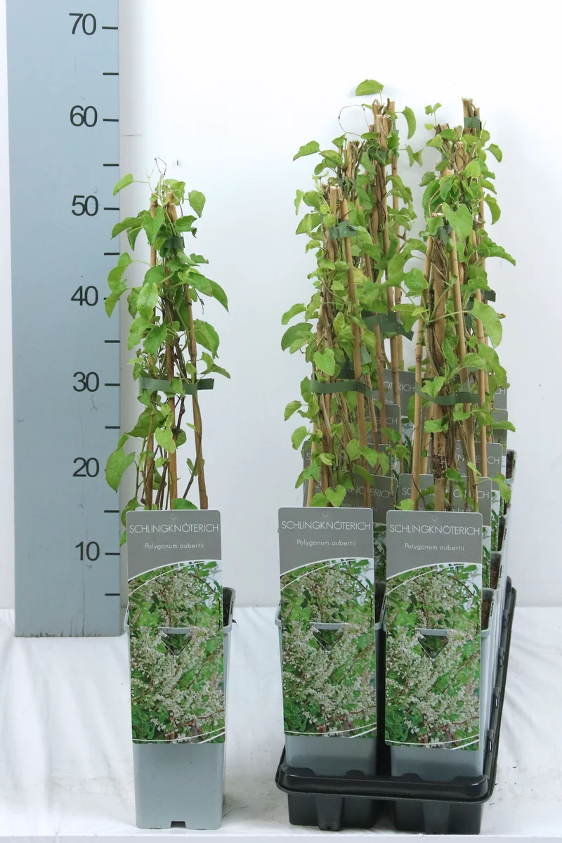 Fallopia aubertii C2 (2 liters kruka) 40-60 cm (3 käppar)