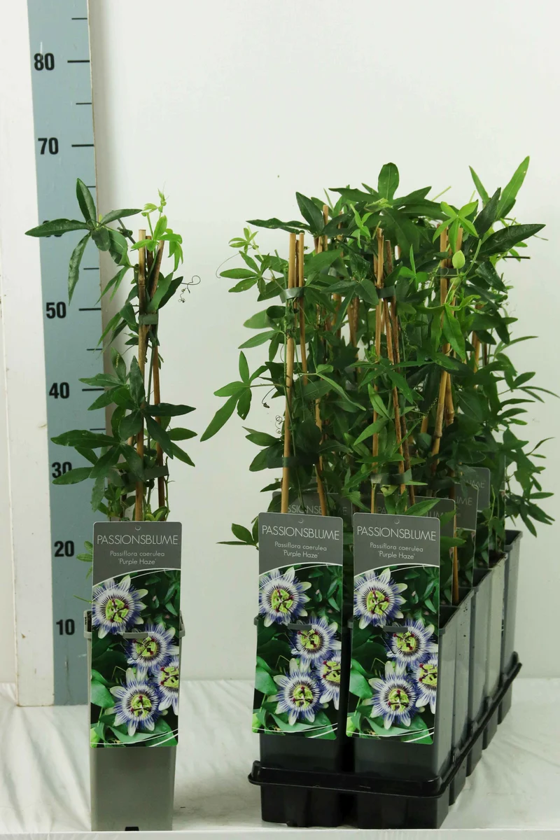 Passiflora 'Purple Haze' C2 (2 liters kruka / 17 cm kruka) 40-60 cm, 3 bambupinnar