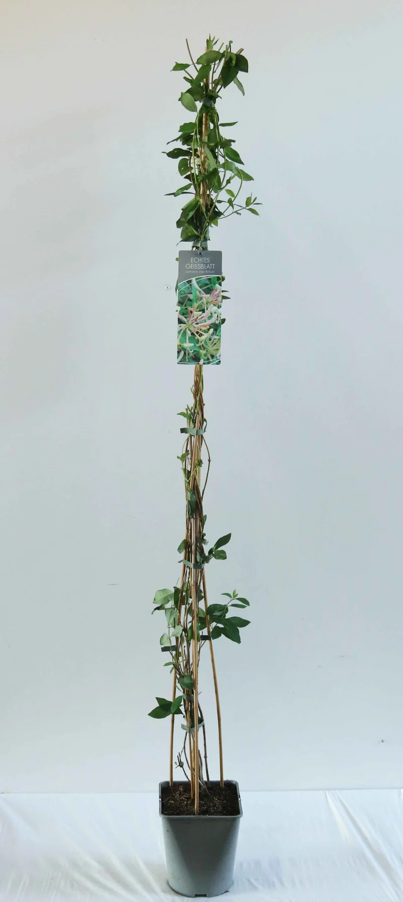 Lonicera caprifolium C5 (5 liters kruka) 100-125 cm
