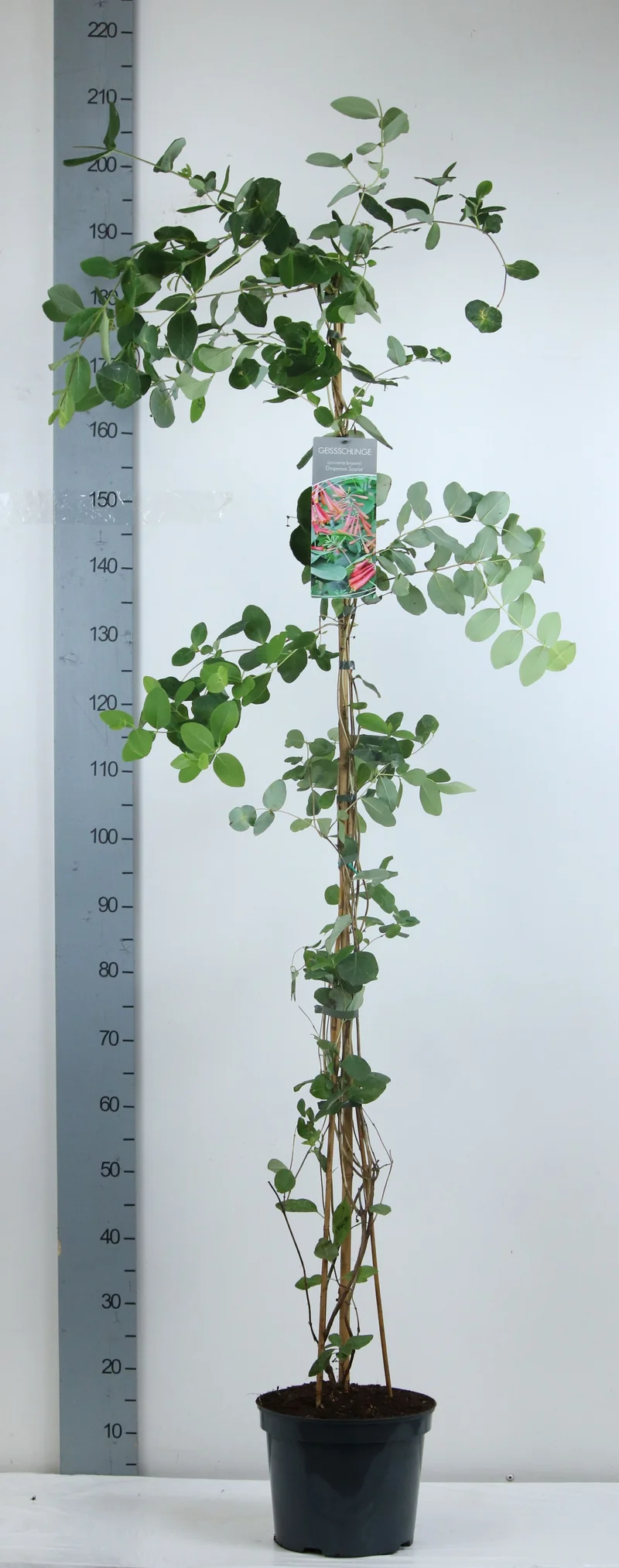 Lonicera brow. 'Dropmore Scarlet' C7,5 (7,5 liters kruka) 150-200 cm