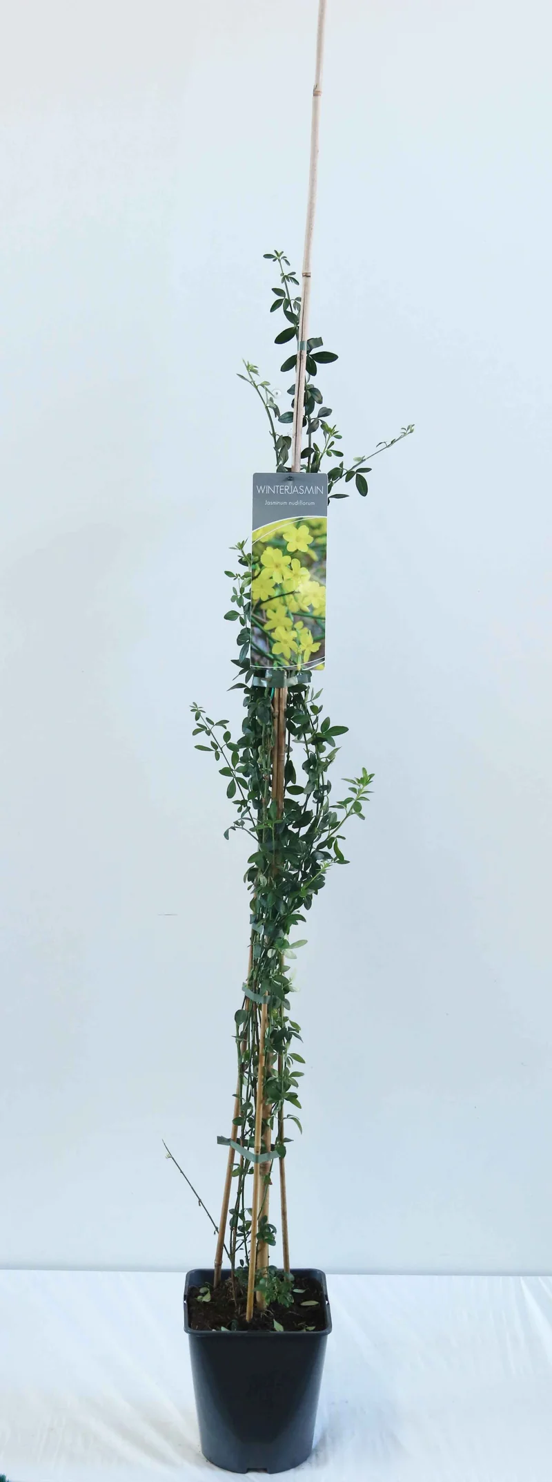Jasminum nudiflorum C5 (5 liters kruka) / 23 cm kruka 100-125 cm