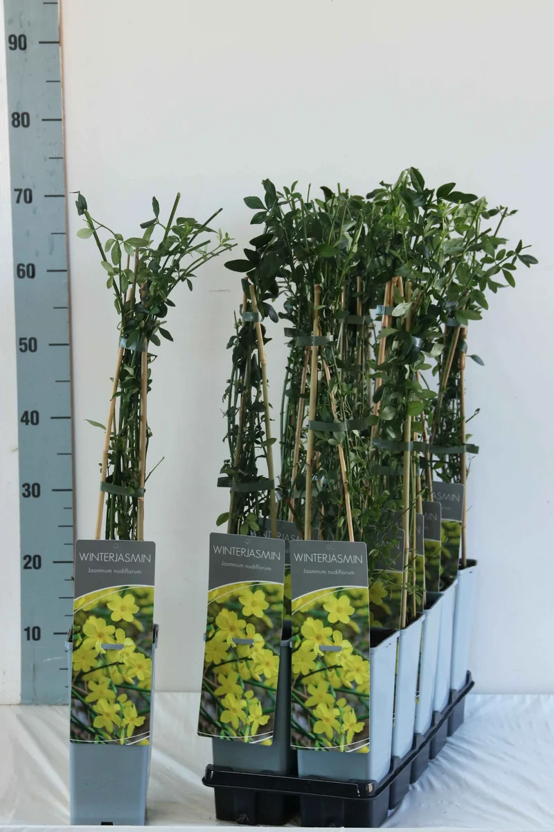 Jasminum nudiflorum C2 (2 liters kruka) 40-60 cm, 3 käppar