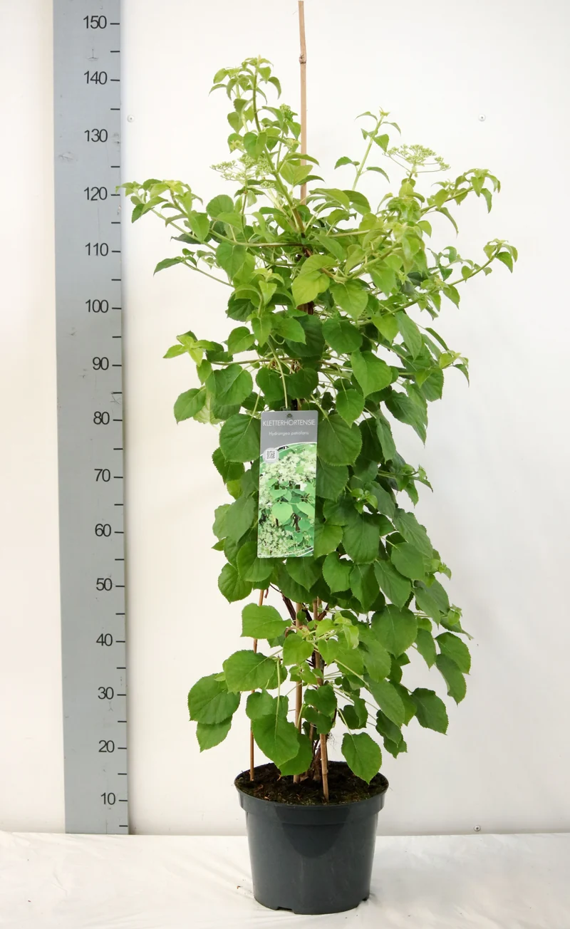 Hydrangea anomala petiolaris C7,5 (7,5 liters kruka) 125-150 cm