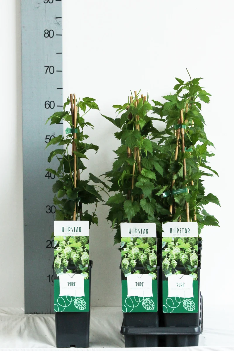 Humulus lupulus 'Pure' C2 (2 liters kruka) 40-60 cm