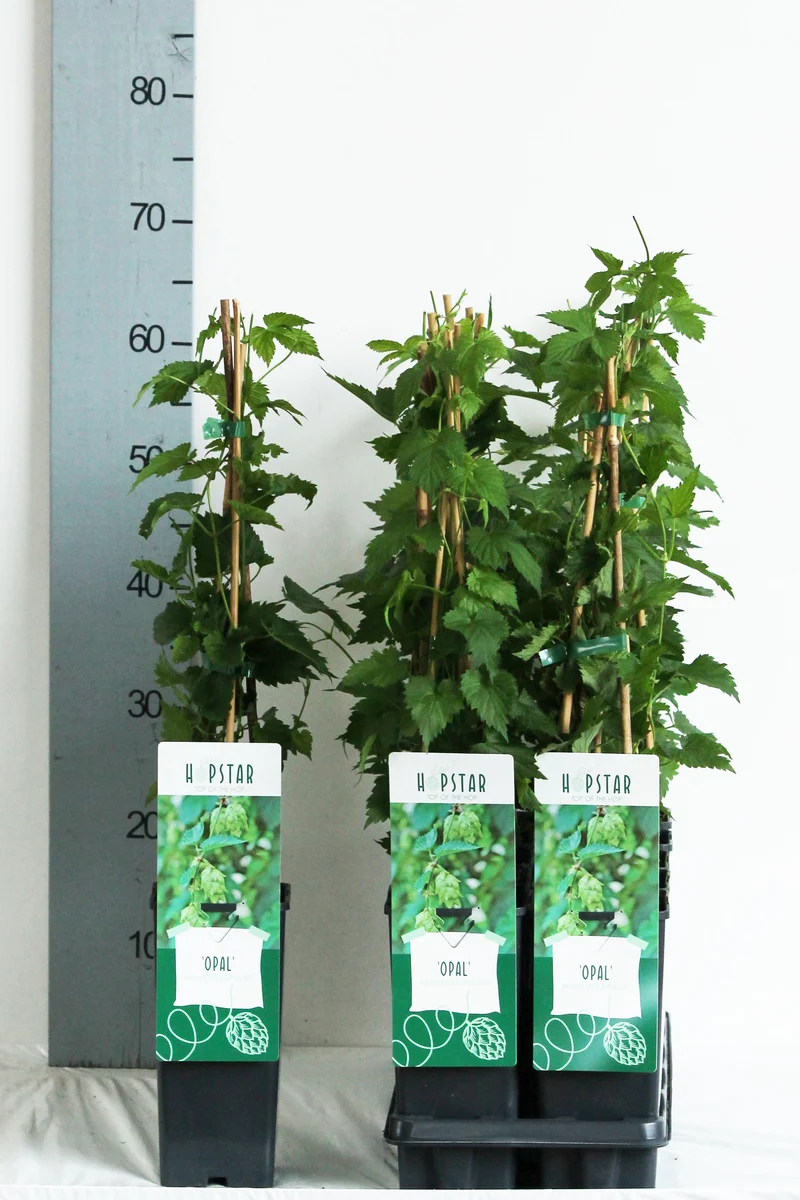 Humulus lup. 'Opal' C2 (2 liters kruka) 40-60 cm