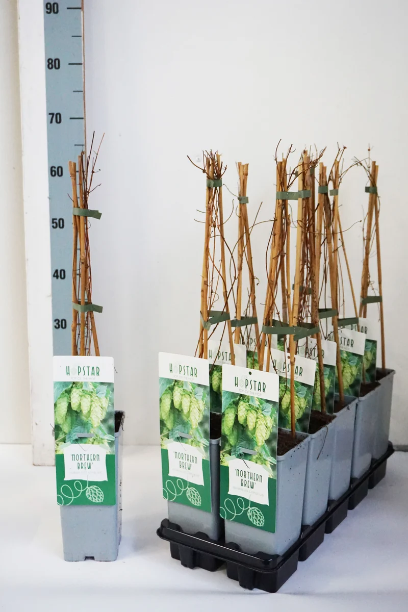 Humulus lup. 'Northern Brew' C2 (2 liters kruka) 40-60 cm