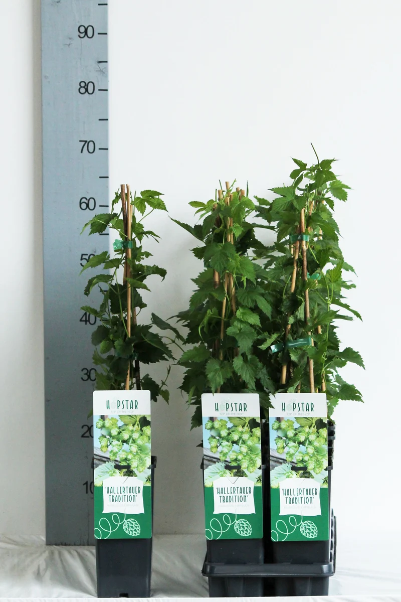 Humulus lupulus 'Hellertauer' C2 (2 liters kruka) 40-60 cm - 3 käppar